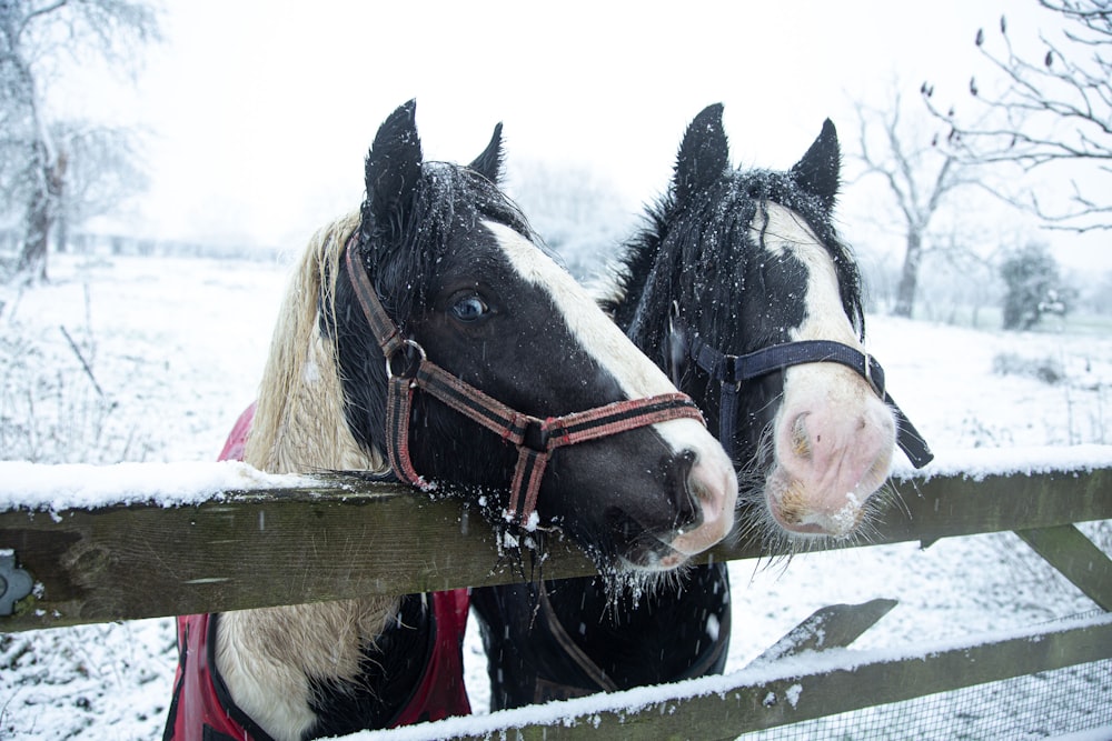 two horses standing next to each other on a snowy day