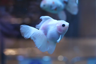 High-quality image of a shimmering platinum Arowana swimming gracefully