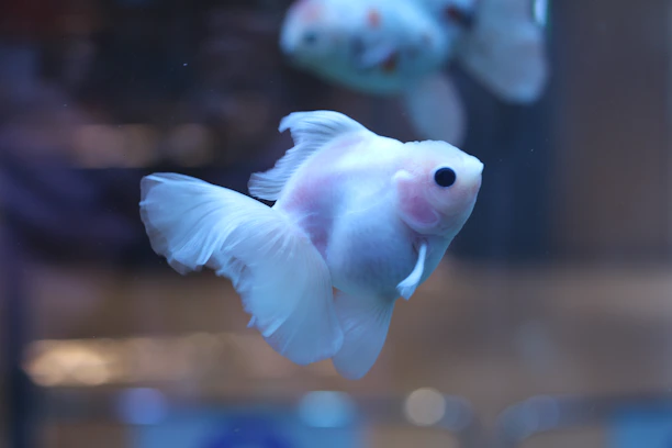 High-quality image of a shimmering platinum Arowana swimming gracefully