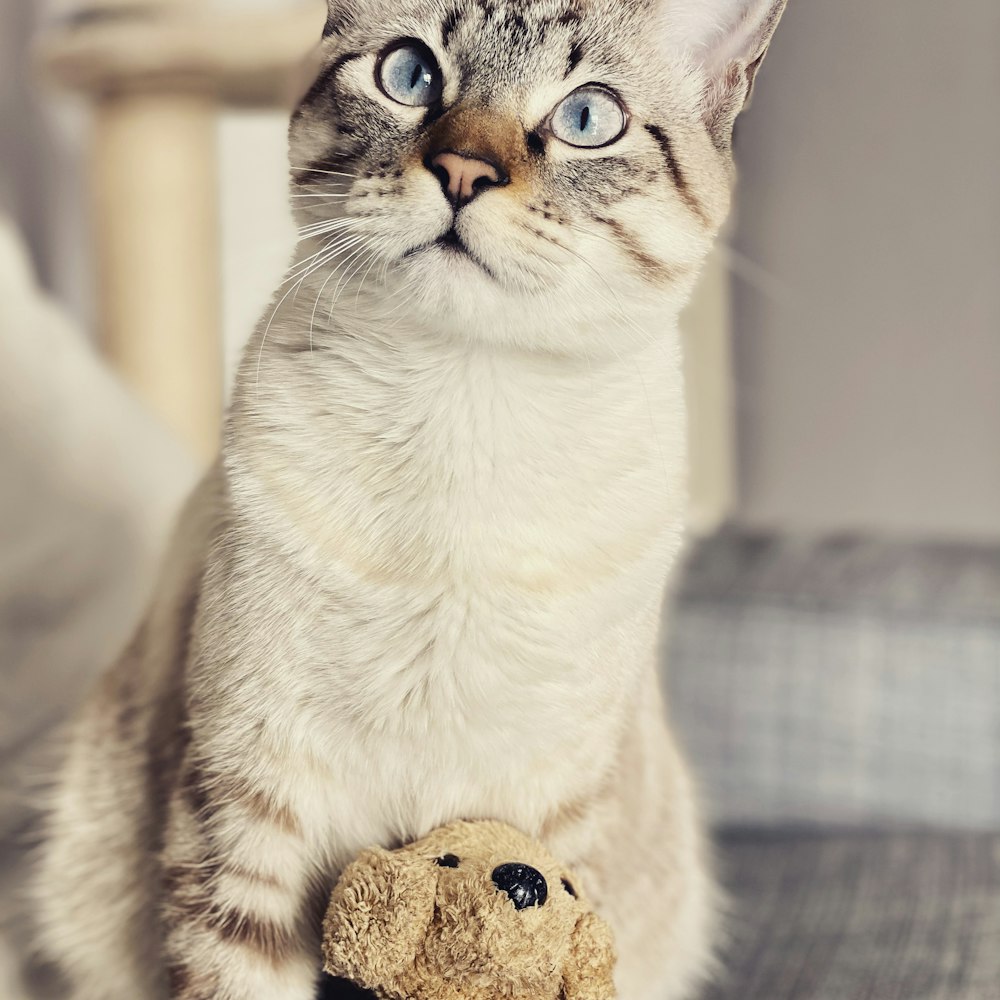 a cat sitting on a chair with a teddy bear