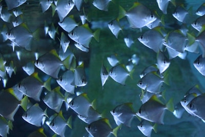 A school of silver fish reflecting sunlight as they swim in unison through clear blue waters.