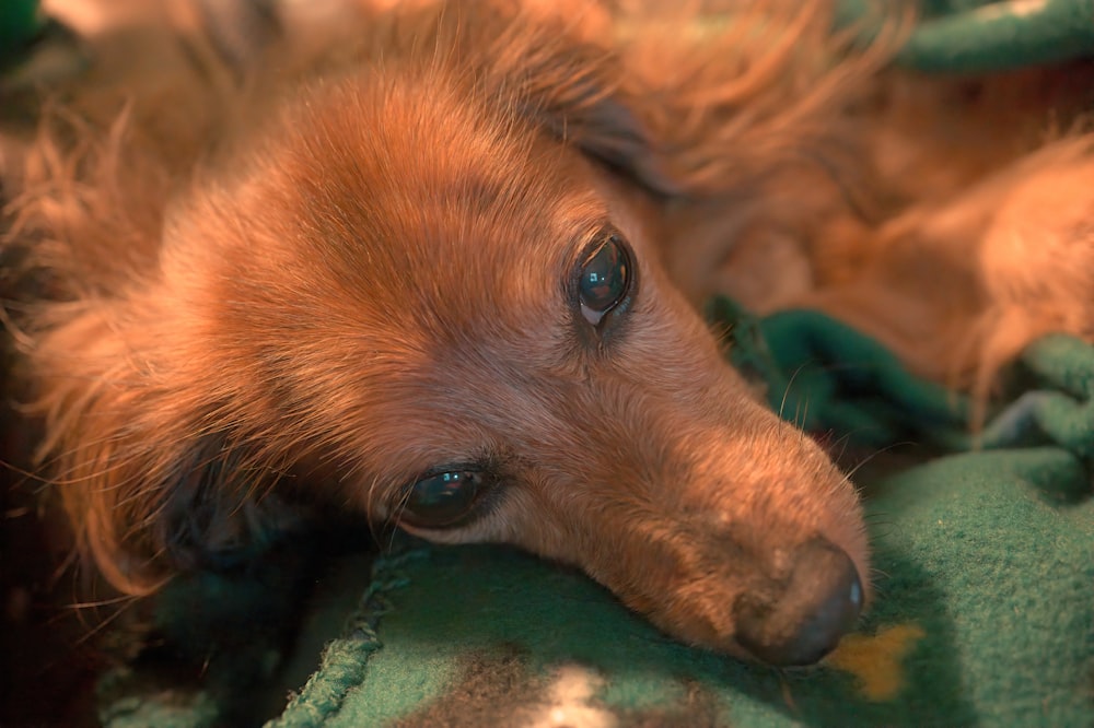 a brown dog laying on top of a green blanket