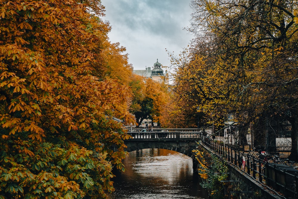 a bridge over a river surrounded by trees