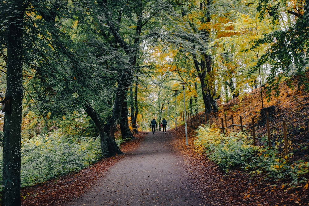 a path in the middle of a forest with lots of trees