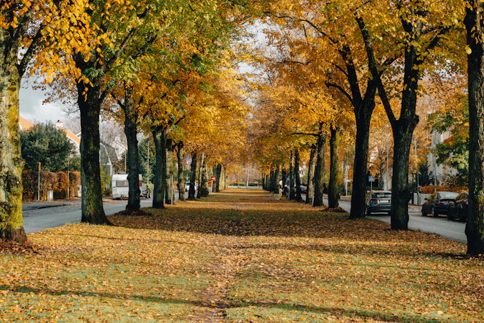 Walking Paths