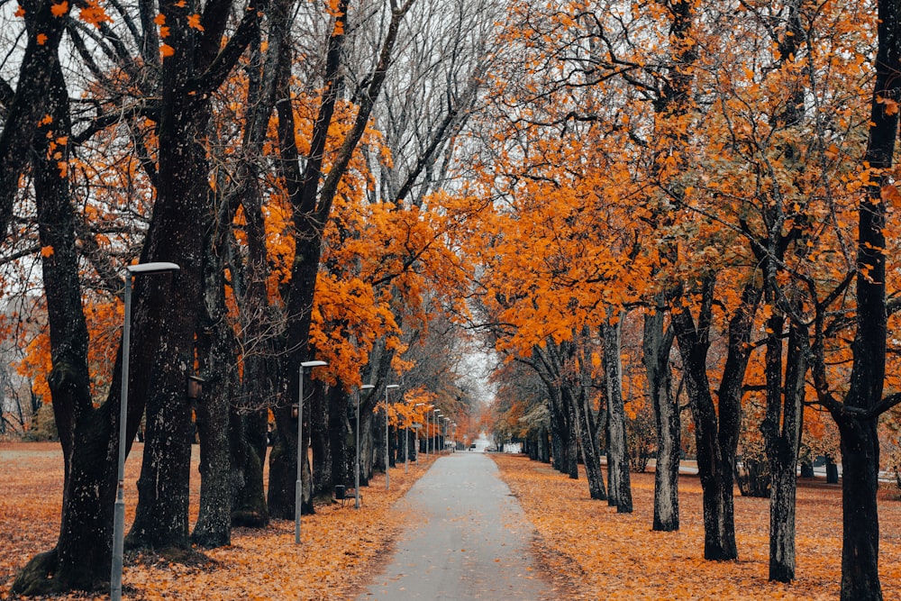 a road surrounded by trees with orange leaves