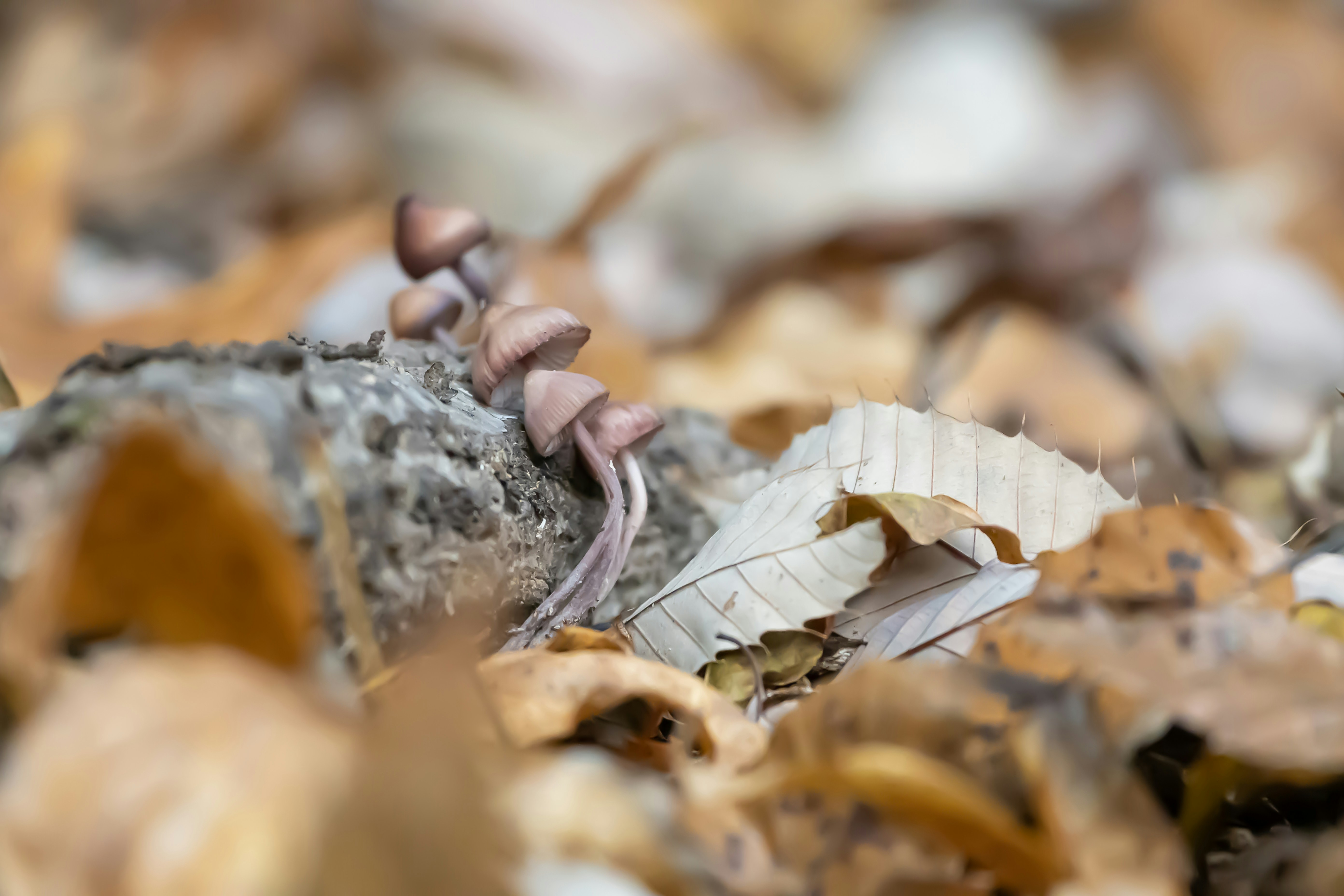a group of mushrooms sitting on top of a pile of leaves, Tiny brown mushroom from a decaying log covered with fallen brown leaves. Scenery of autumn.