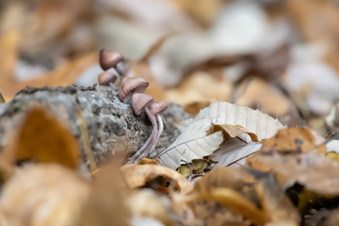 a group of mushrooms sitting on top of a pile of leaves, Tiny brown mushroom from a decaying log covered with fallen bro