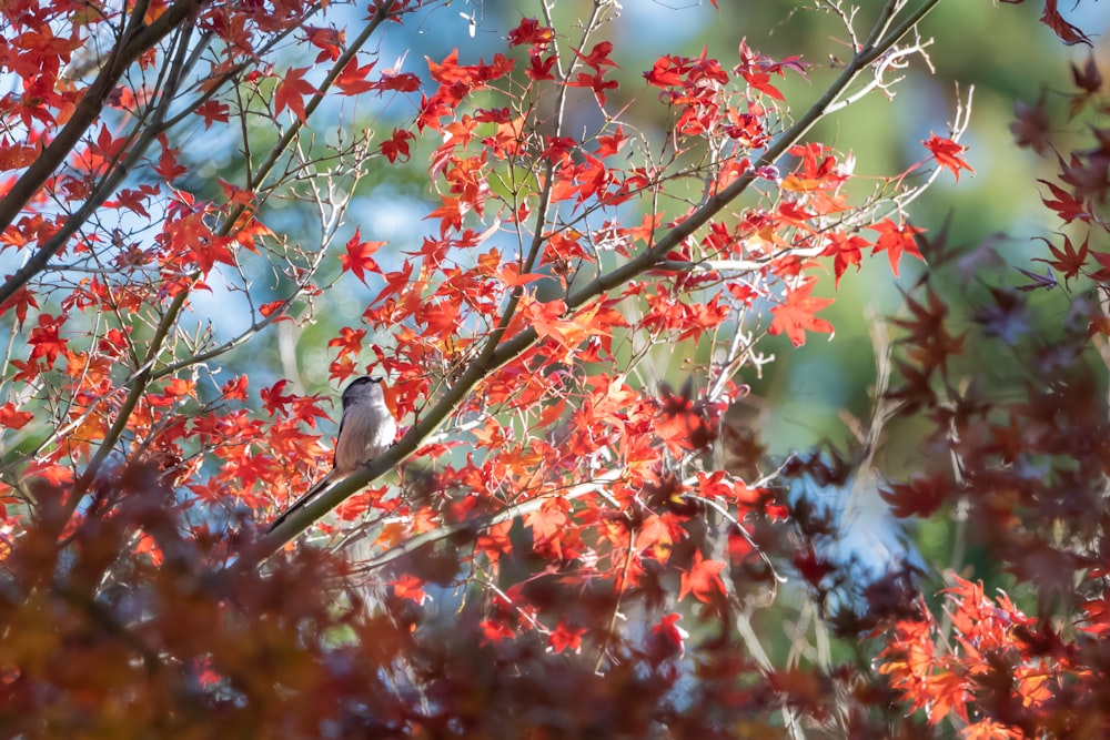 a bird sitting on a branch of a tree with red leaves