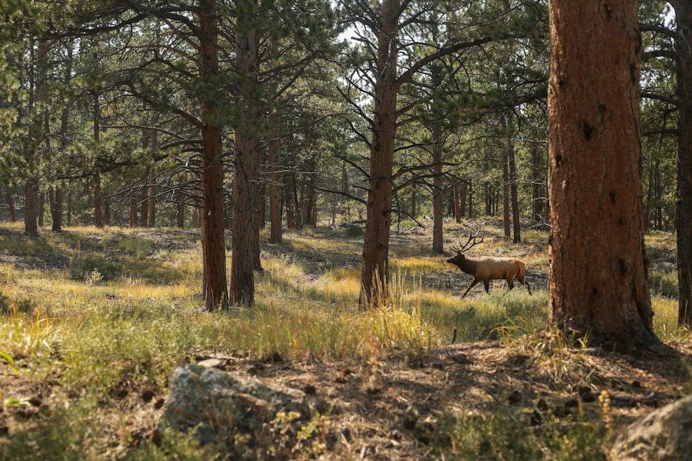 a deer walking through a forest filled with trees