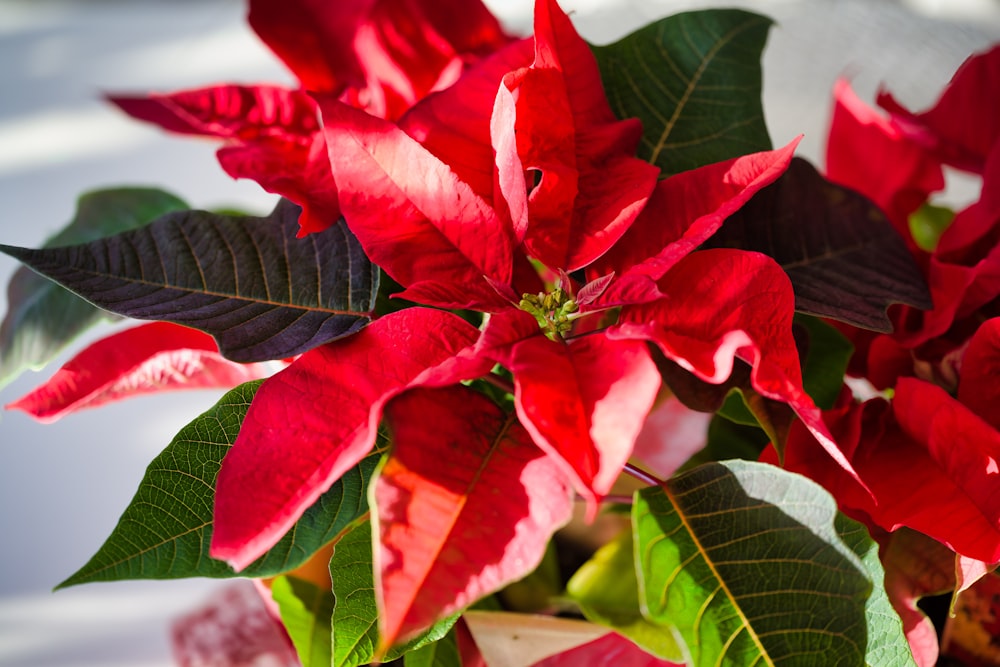 a red poinsettia plant with green leaves