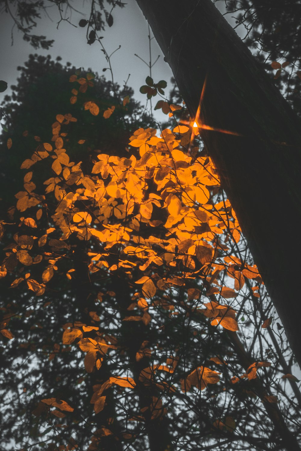 a tall tree with yellow leaves on it