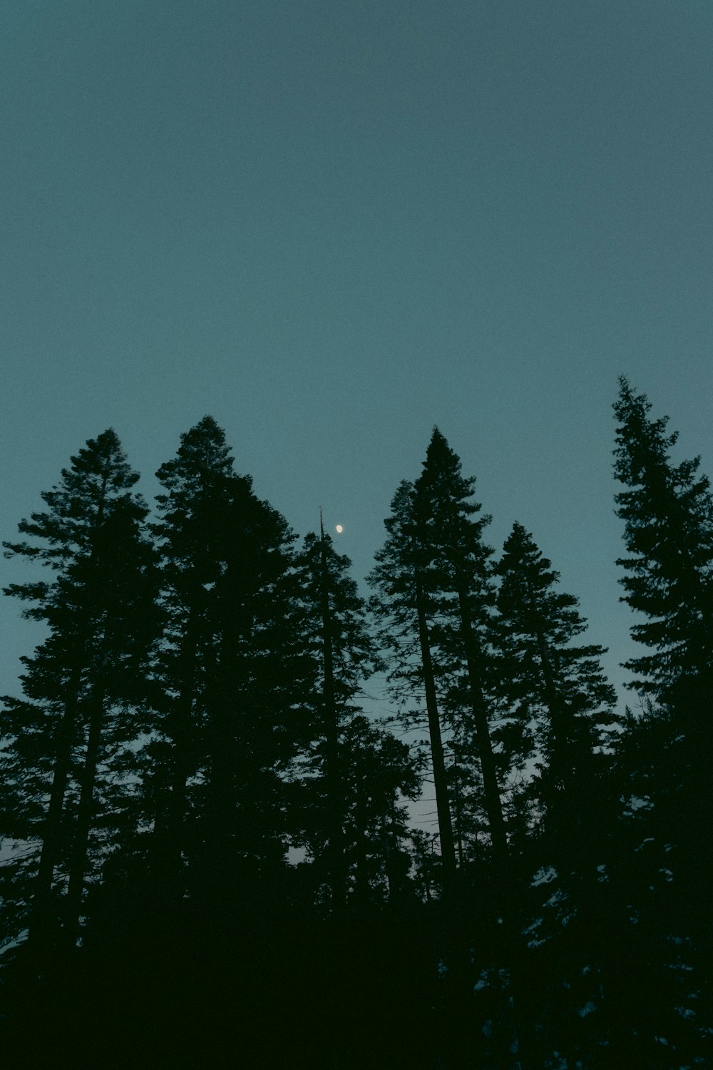 a group of trees with a moon in the sky