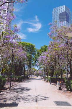 a street lined with trees with purple flowers