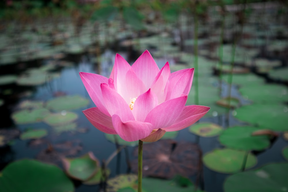 a large pink flower sitting on top of a lush green field