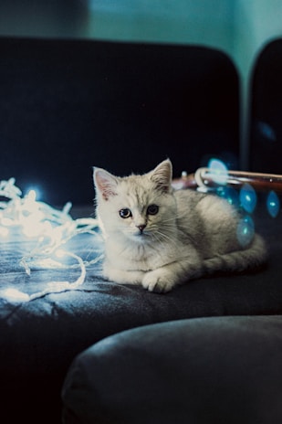 A curious kitten pawing at shimmering fairy lights in a cozy room.
