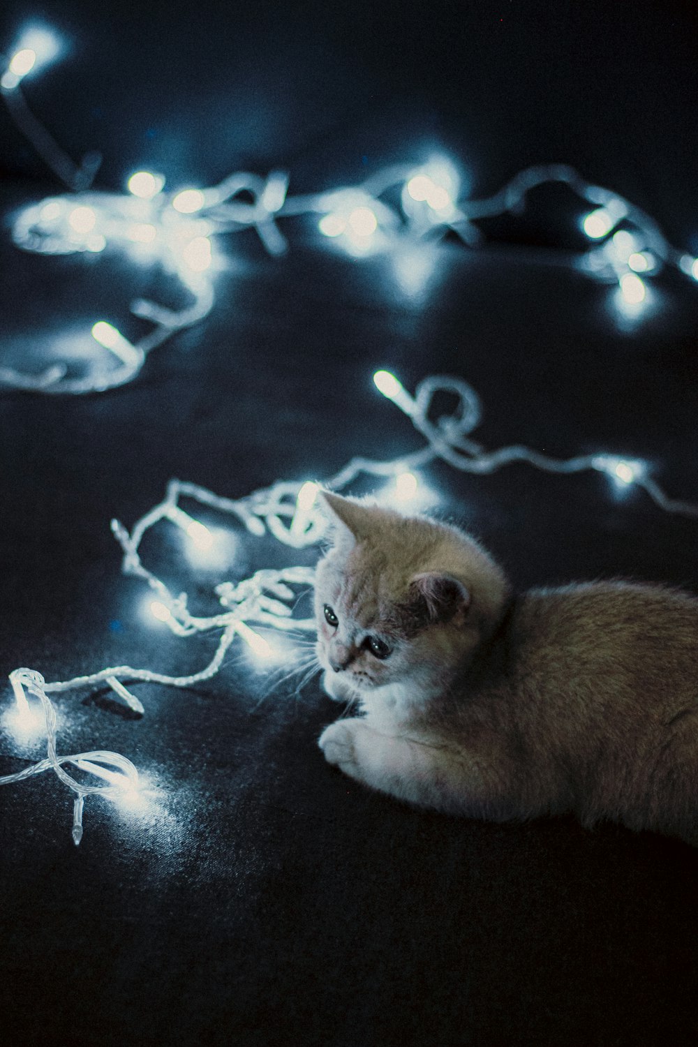 a kitten laying on the ground surrounded by christmas lights