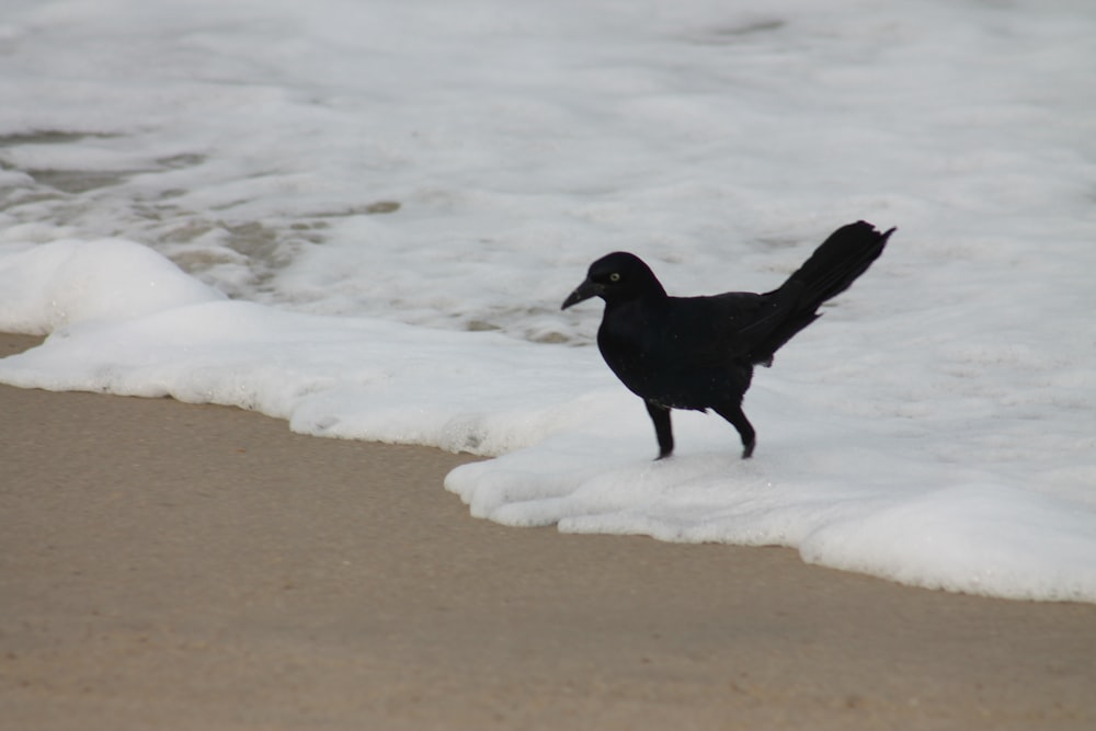 a black bird standing on top of a sandy beach