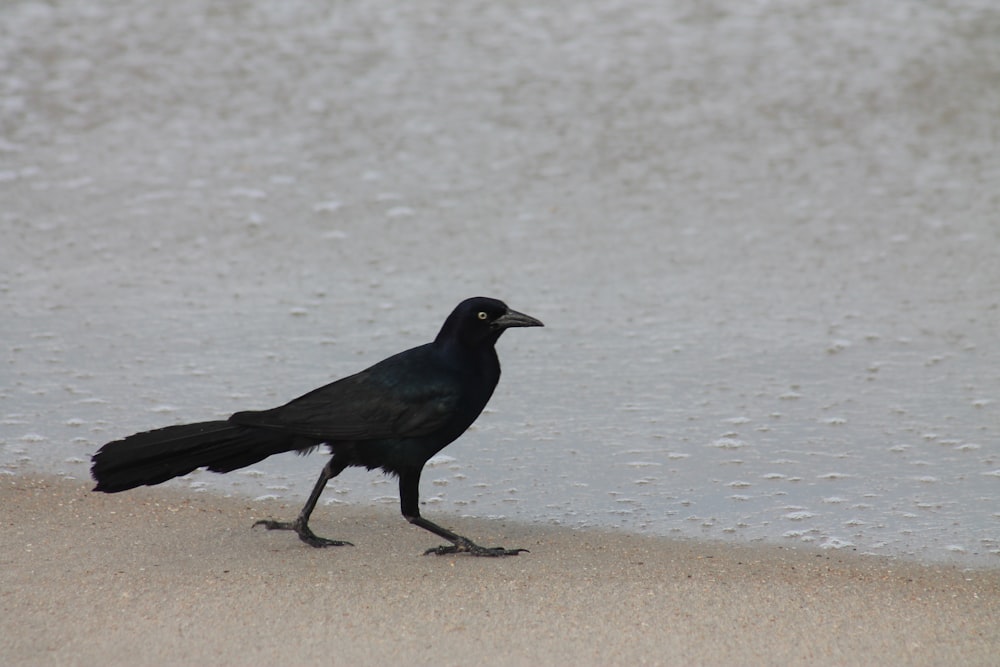 a black bird is standing on the beach