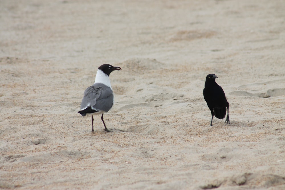 a couple of birds standing on top of a sandy beach