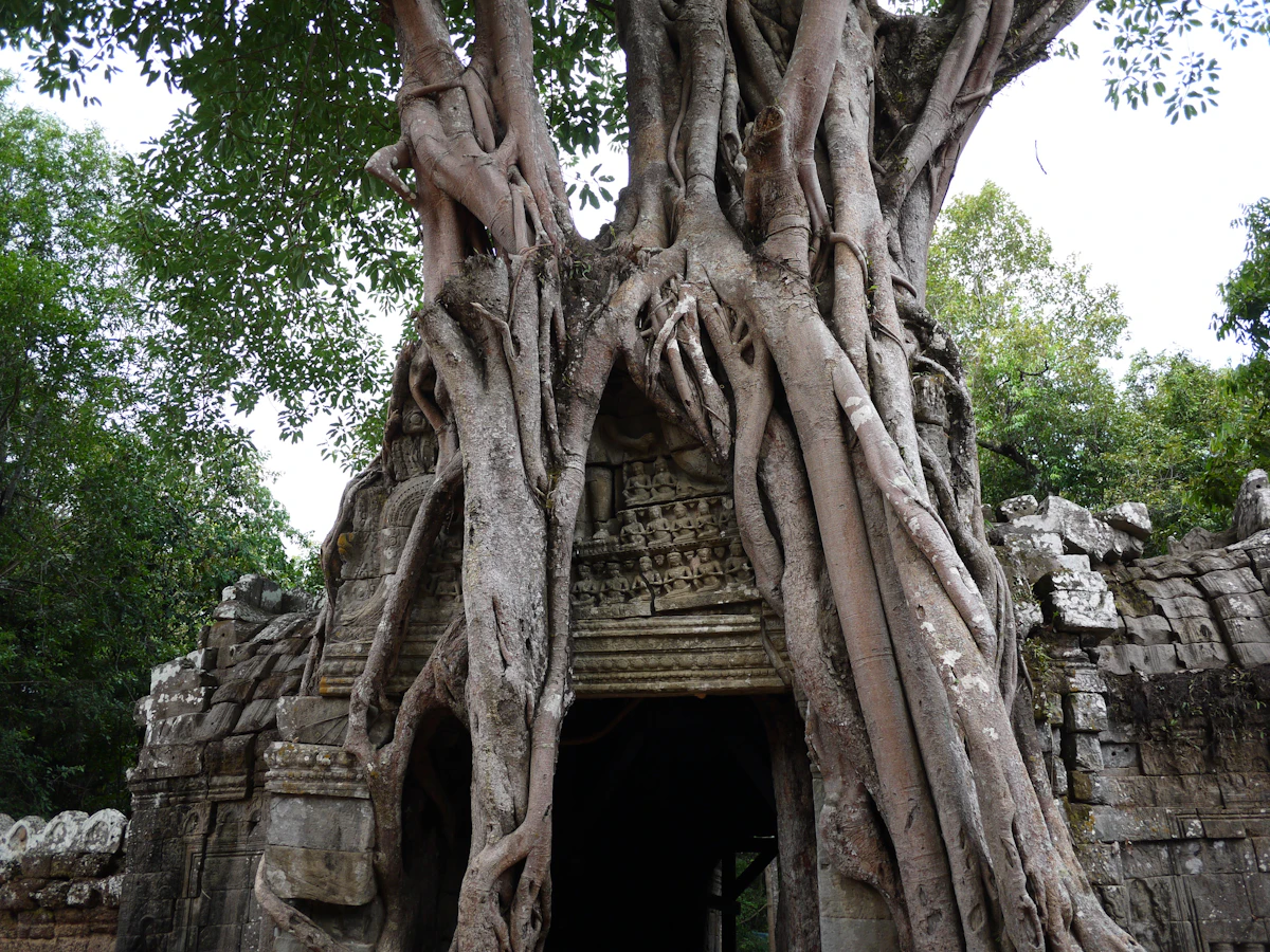 Massive banyan tree growing over the entrance of a Cambodian temple ruin near Siem Reap