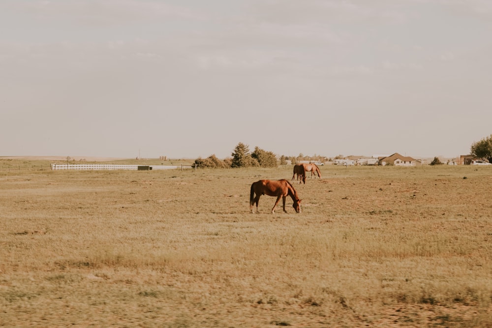 a couple of horses are standing in a field