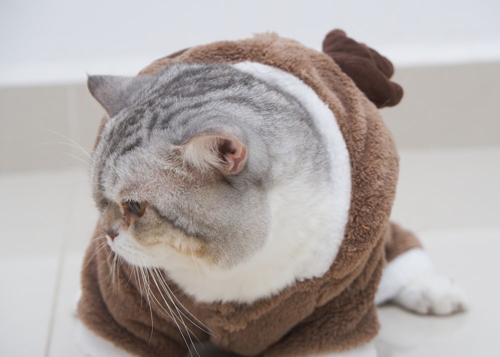 a cat wearing a costume on the floor