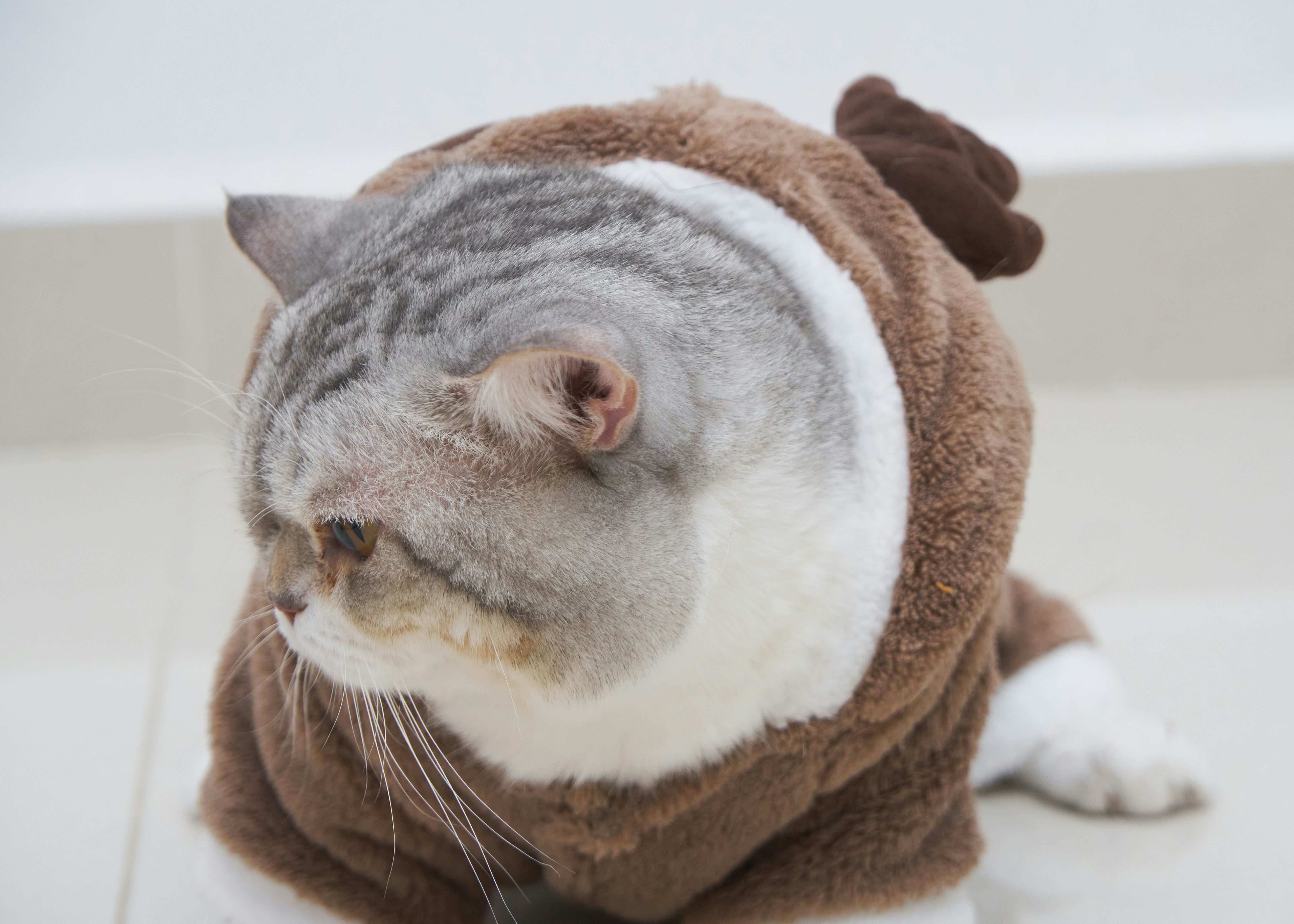 Mèo Lùn mặc áo bông hình Tuần Lộc từ YOLO Pet Shop.