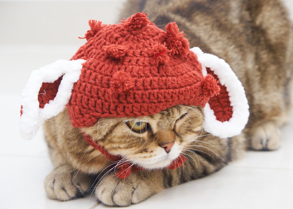 a cat wearing a red knitted santa hat