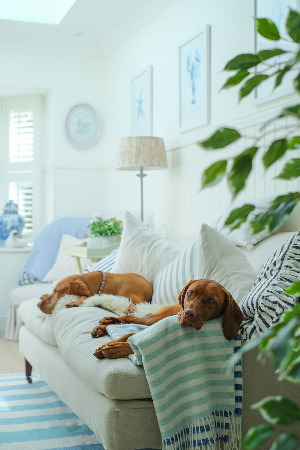 a couple of dogs laying on top of a couch