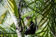 a monkey sitting in a tree looking up