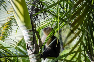 a monkey sitting in a tree looking up