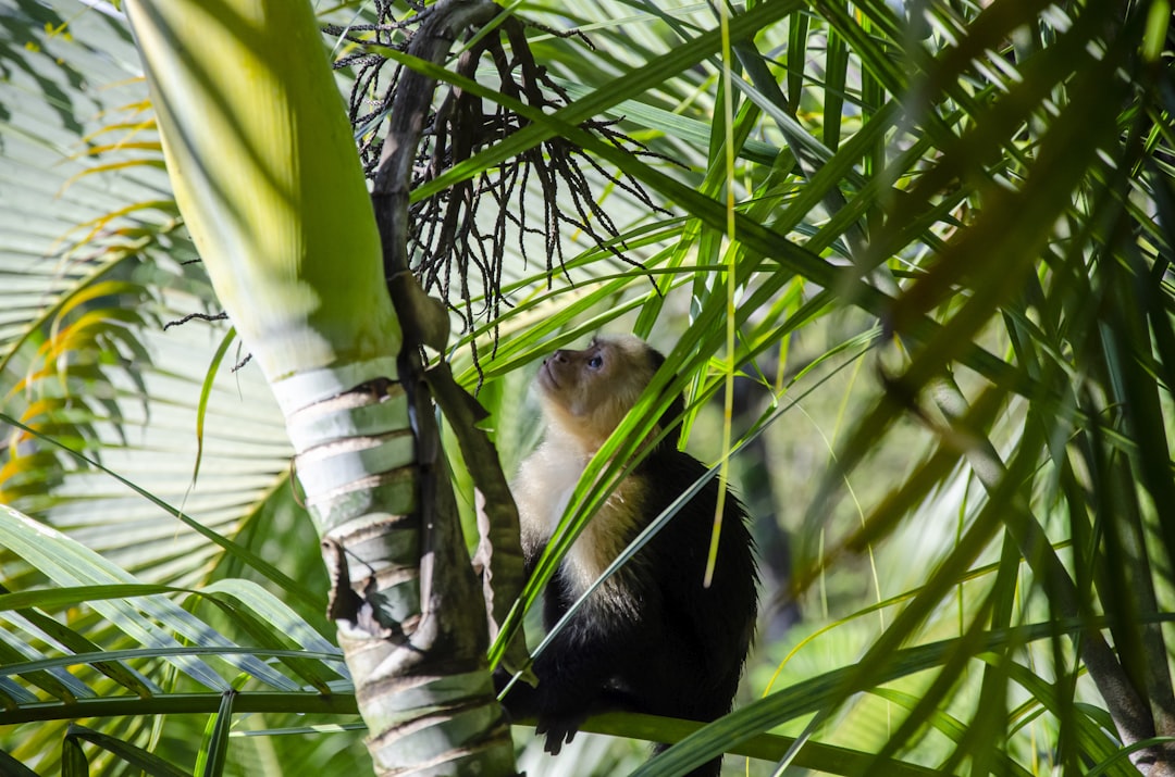 a monkey sitting in a tree looking up,