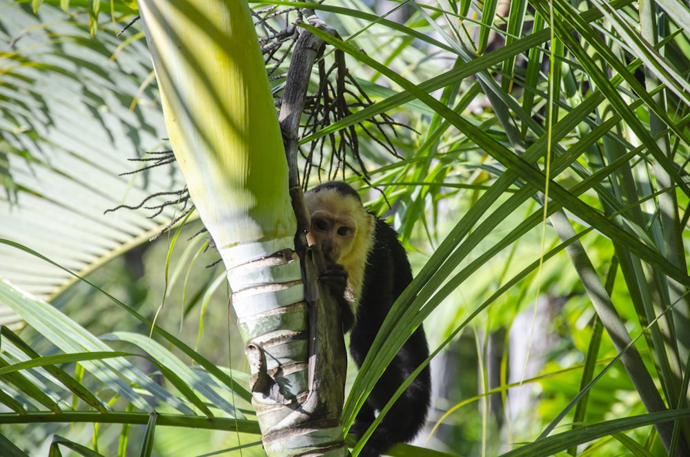 a monkey hanging from a tree branch in a jungle