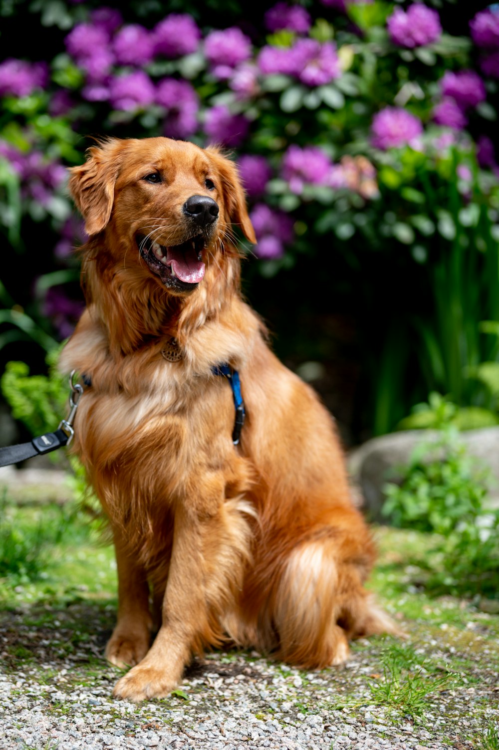 a brown dog sitting on top of a lush green field