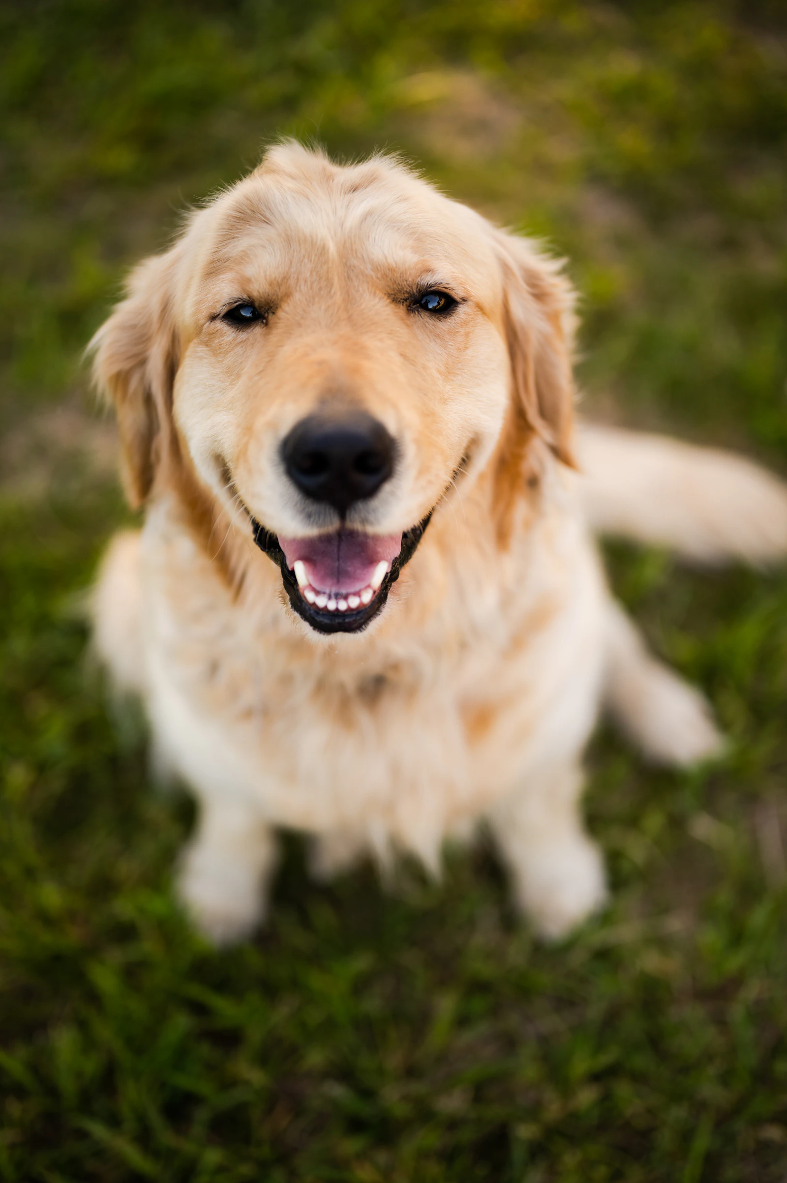 A smiling golden retriever sitting in green grass