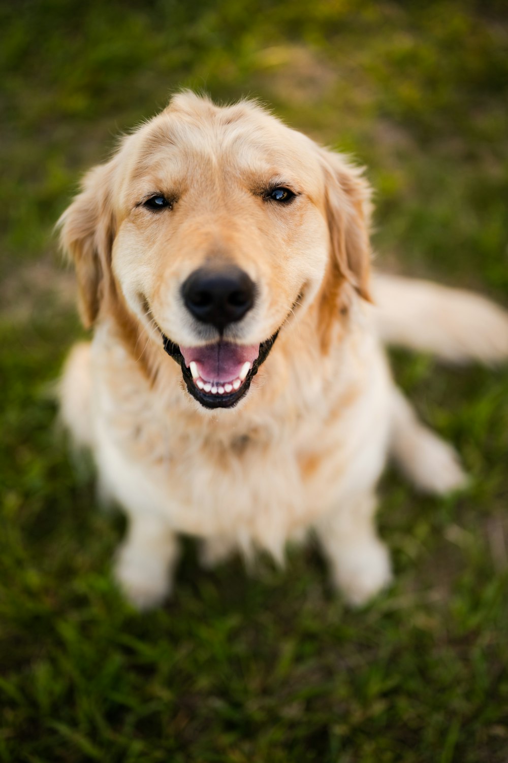 a close up of a dog sitting in the grass