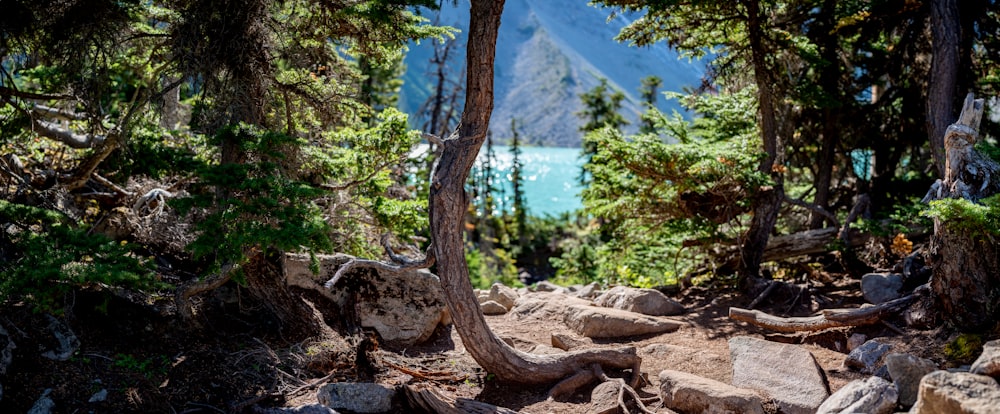 une vue d’un lac à travers quelques arbres