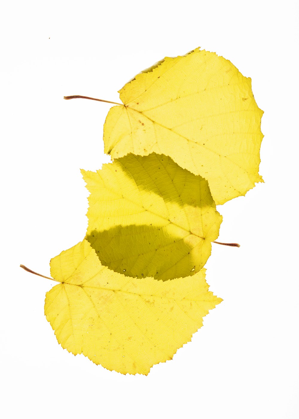 a couple of yellow leaves sitting on top of a white surface