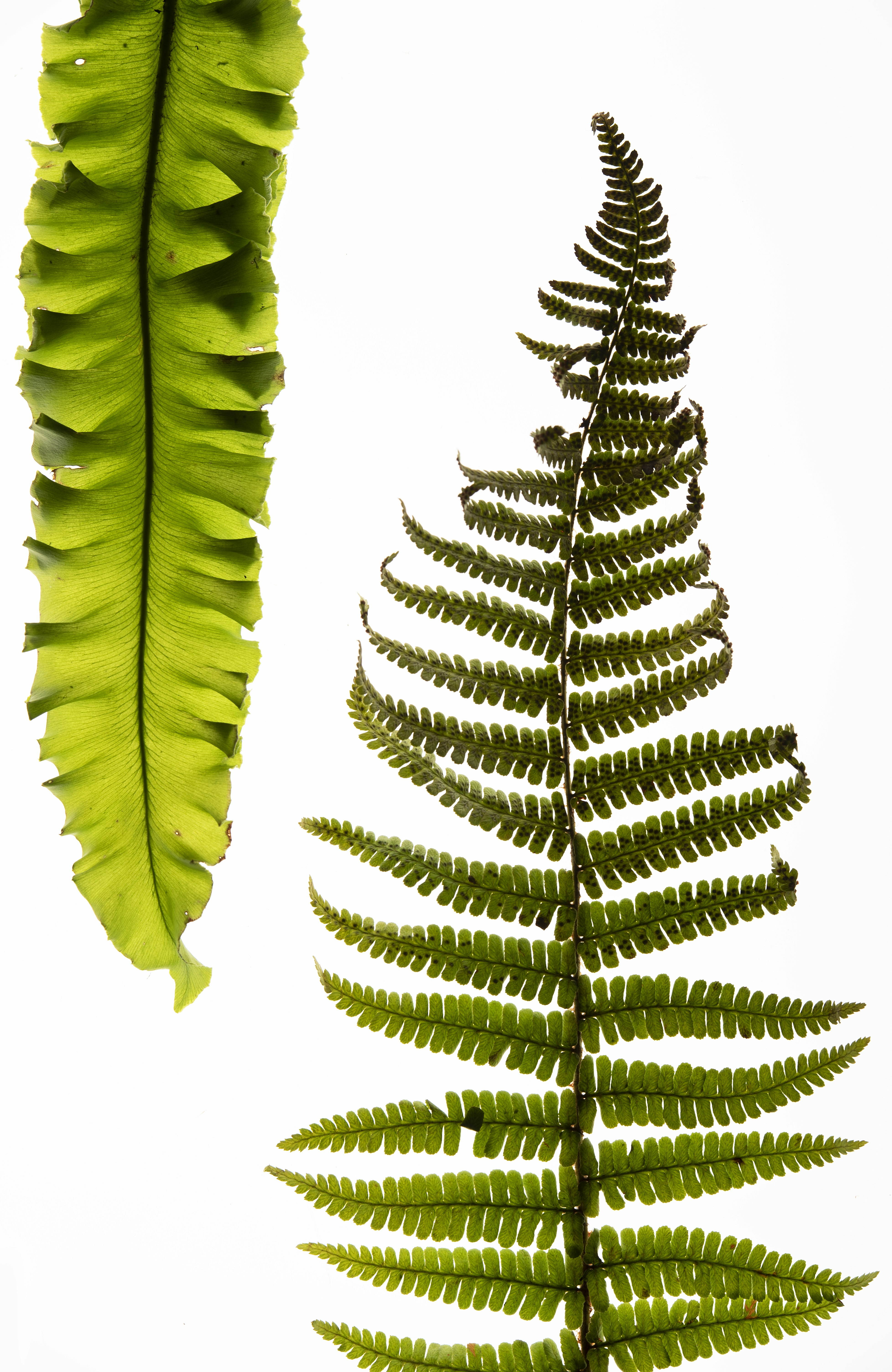 Photo by laurenceziegler