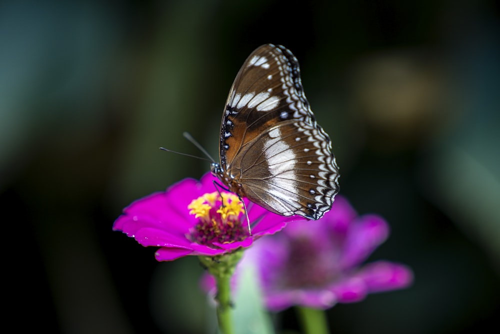 a brown and white butterfly sitting on a purple flower