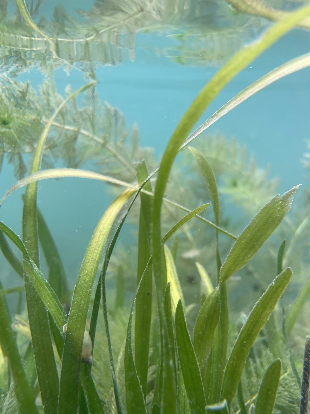 a close up of a plant with water in the background
