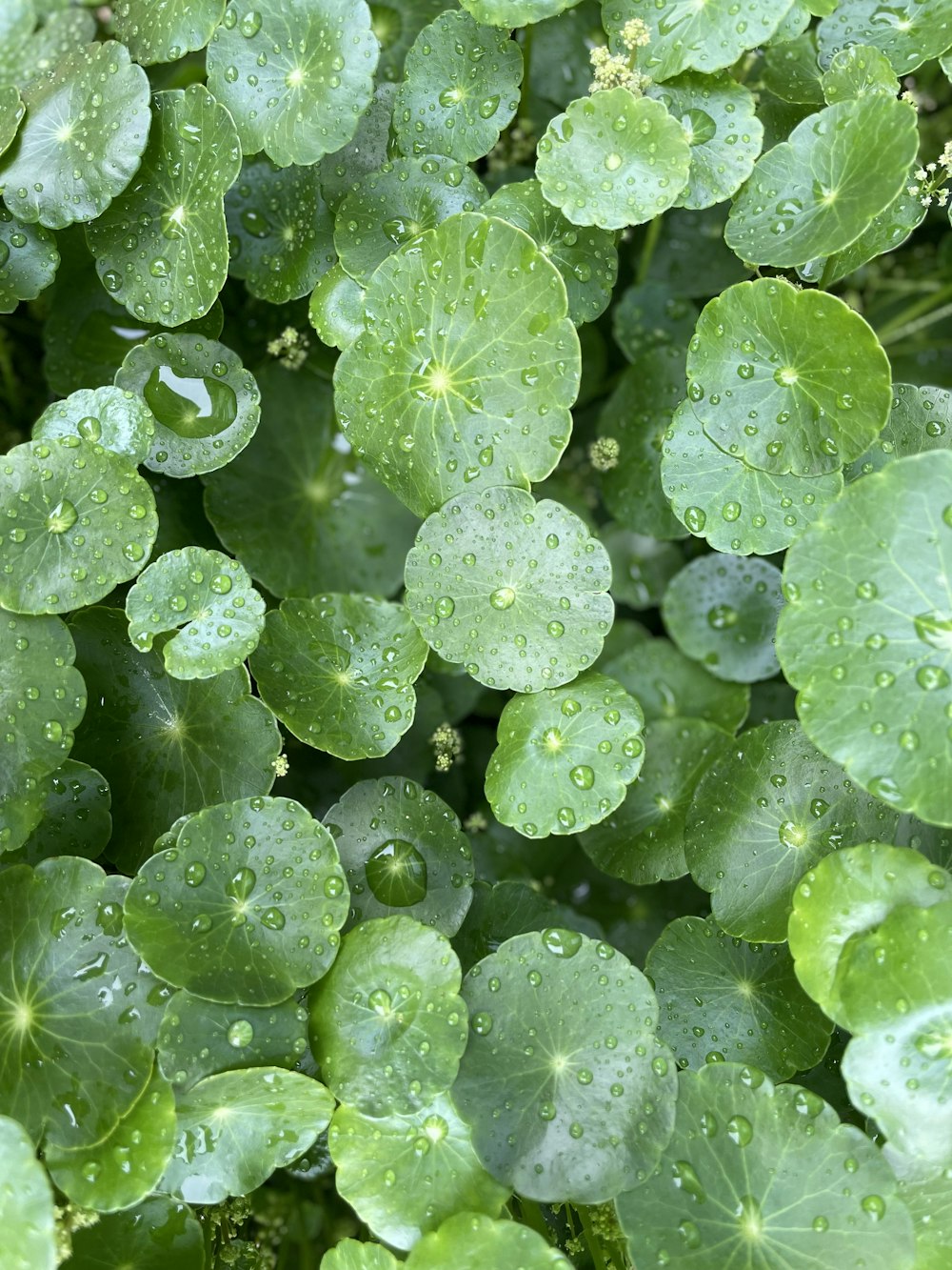 a bunch of green leaves with water drops on them
