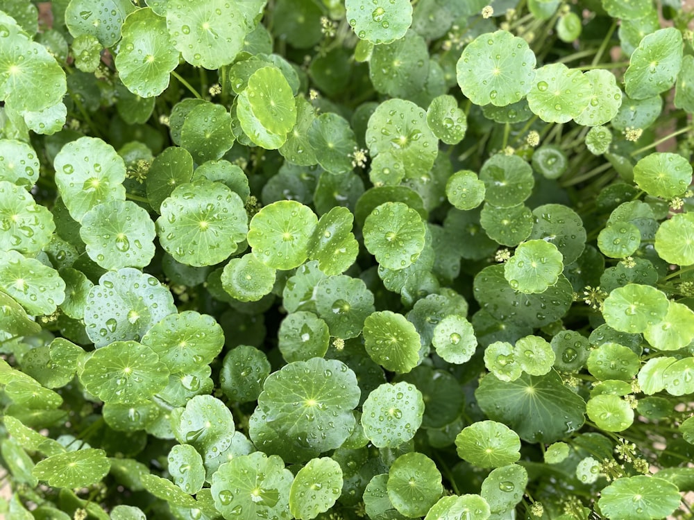 a close up of a green plant with drops of water on it