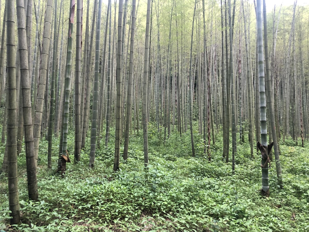 a forest filled with lots of tall trees