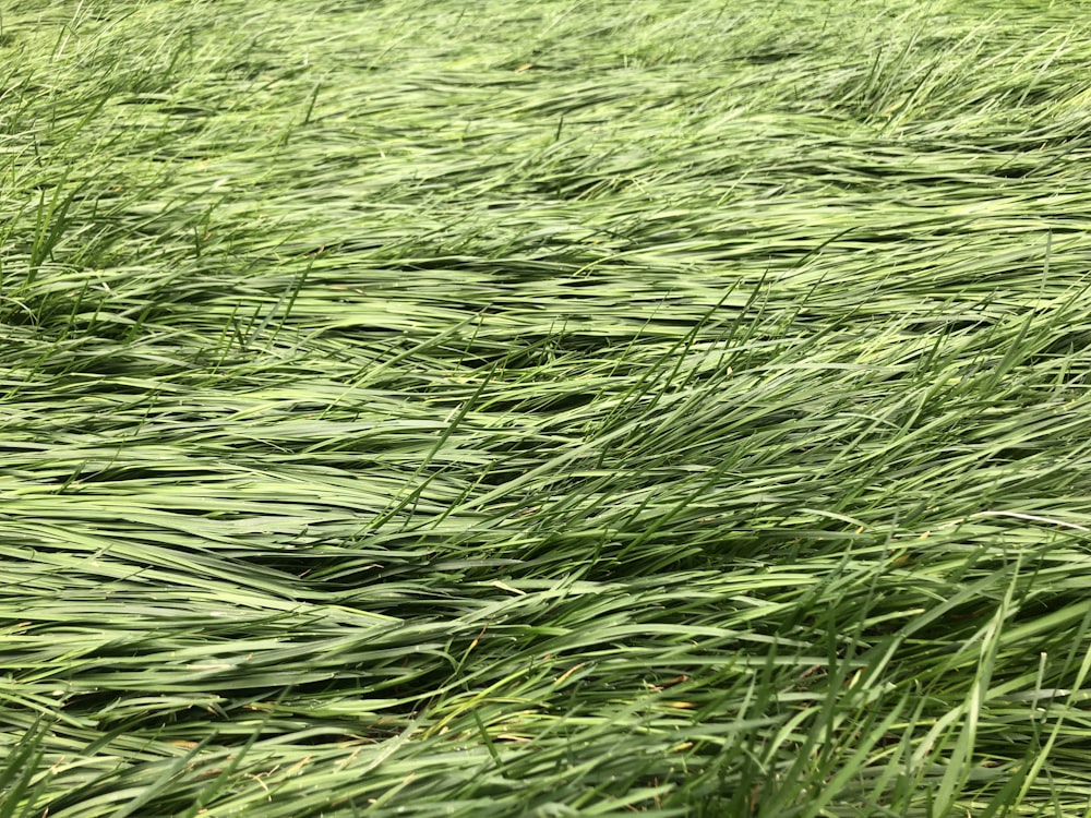 a field of green grass blowing in the wind