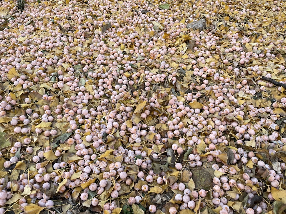 a field full of small pink flowers on top of leaves