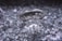 A large, clear diamond is placed on a surface covered with smaller sparkling crystals. The diamond's facets are sharply defined, and it reflects light brilliantly, creating a luminous effect. The surrounding crystals vary in size and enhance the overall shimmer.
