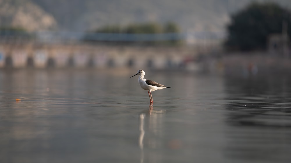 a seagull standing in the middle of a body of water