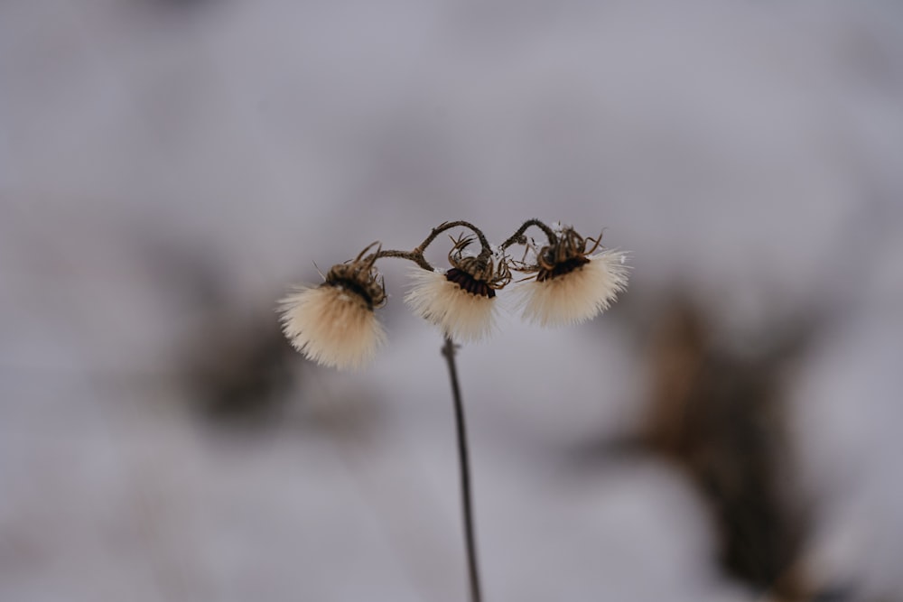 a couple of flowers that are sitting in the snow